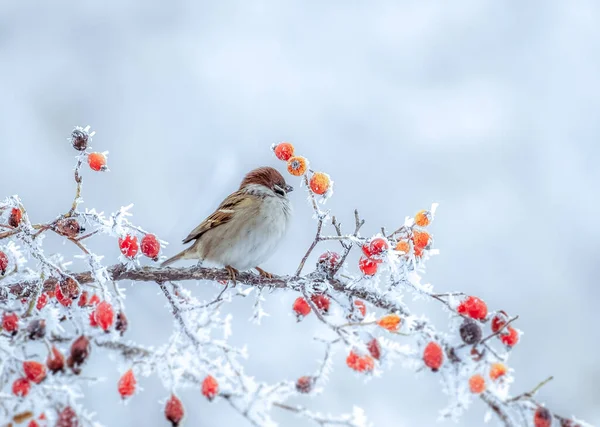 寒い冬の朝に赤い果実を持つバラの枝の上に凍結した雀が座っています — ストック写真