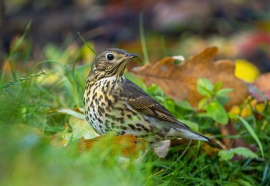 Bir ardıç kuşu düşen sonbahar yapraklarının arasında çimlerin üzerinde duruyor, yakın plan.