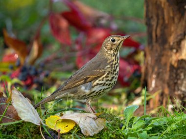 Bir ardıç kuşu düşen sonbahar yapraklarının arasında çimlerin üzerinde duruyor, yakın plan.