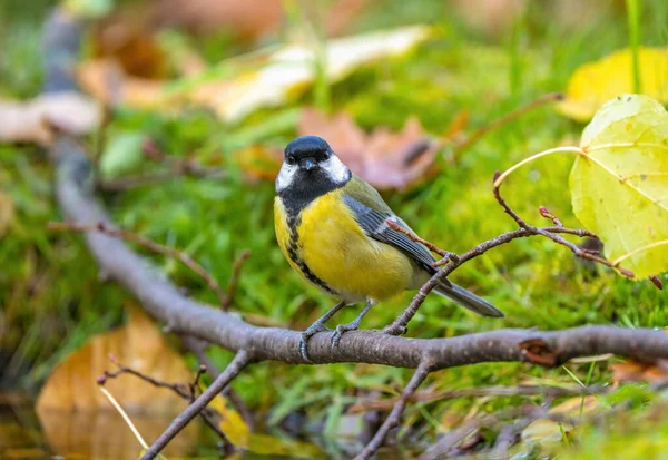 Bird Tit Sitting Fallen Branch Yellowed Autumn Foliage Close — Φωτογραφία Αρχείου