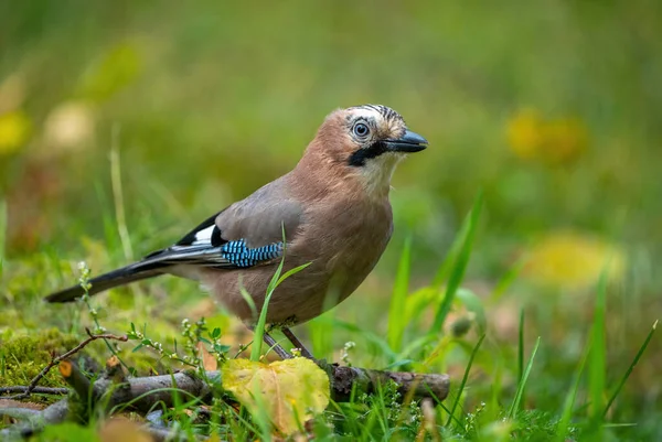 the jay bird stands on the grass among the fallen autumn leaves, close-up