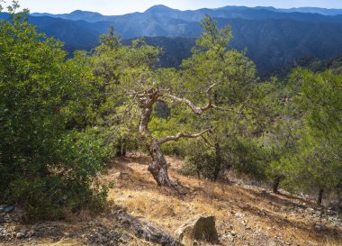 Kıbrıs adasının Troodos dağ sırasındaki yüksek rakımlı çam ormanları