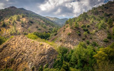 Kıbrıs adasının Troodos sıradağları çam ormanlarıyla kaplı.