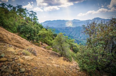 Kıbrıs adasının Troodos dağ sırasındaki yüksek rakımlı çam ormanları