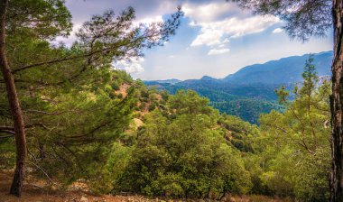 Kıbrıs adasının Troodos dağ sırasındaki yüksek rakımlı çam ormanları
