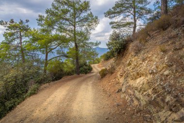 Kıbrıs adasının ormanlık Troodos Dağları 'ndan geçen Serpentine toprak yolu
