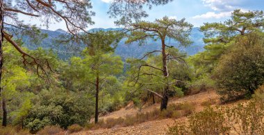 Kıbrıs adasının Troodos dağ sırasındaki yüksek rakımlı çam ormanları