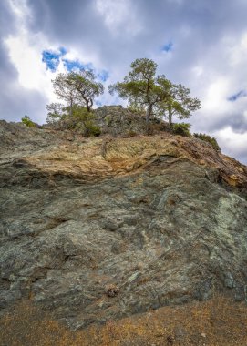 Kayalarda büyüyen dağ çamları