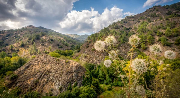 Kıbrıs adasının Troodos sıradağları çam ormanlarıyla kaplı.