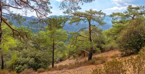 Kıbrıs adasının Troodos dağ sırasındaki yüksek rakımlı çam ormanları
