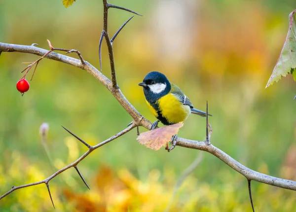 Un uccello azzurro siede su un ramo spinoso con bacche rosse su uno sfondo autunnale sfocato — Foto Stock