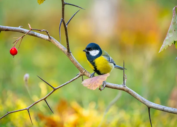 Ein blauer Vogel sitzt auf einem stacheligen Zweig mit roten Beeren auf einem verschwommenen Herbsthintergrund — Stockfoto