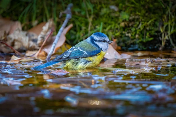 O pássaro azul senta-se no gelo de divisão de uma poça congelada em busca de água para beber — Fotografia de Stock