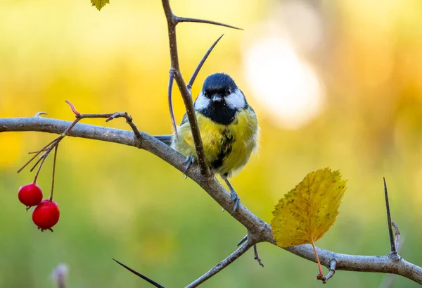 Un pájaro azul se sienta en una rama espinosa con bayas rojas sobre un fondo borroso de otoño —  Fotos de Stock