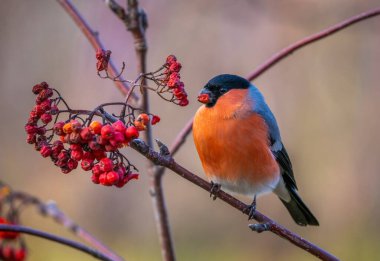 The bullfinch bird sits on a branch of a red mountain ash and eats rowan berries clipart