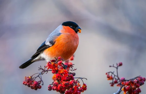 A bika pinty madár ül egy csomó piros Rowan bogyók és tartja a piros Rowan bogyó a csőrében — Stock Fotó