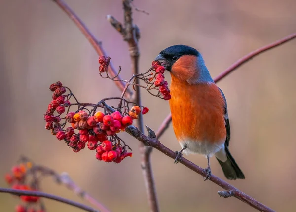 A bika pinty madár egy vörös hegyi kőrisfa ágán ül és szedret eszik. — Stock Fotó