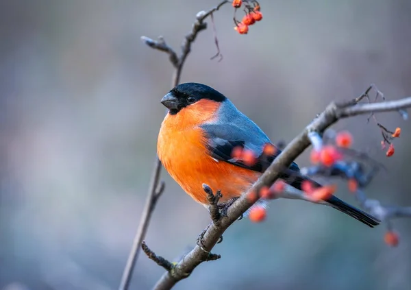 Un bel oiseau de bouleau avec une poitrine rouge est assis sur une branche d'un frêne rouge de montagne sur un fond flou — Photo