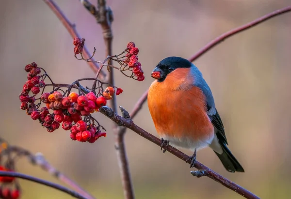 Der Gimpel sitzt auf einem Zweig einer roten Eberesche und frisst Vogelbeeren Stockbild