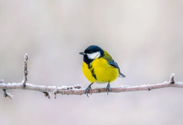 Bird tit sitting on an icy branch on a blurry background close-up — 스톡 사진