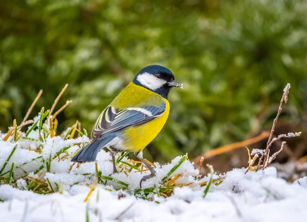 Um pássaro azul fica na neve se perguntando na primeira queda de neve na floresta — Fotografia de Stock