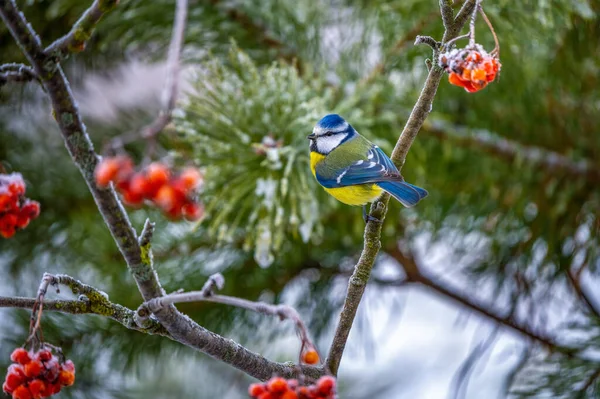The blue tit bird sits on an icy branch of a red mountain ash against the background of a snow-covered pine