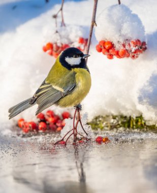 The bird tit sits on a snow-covered branch frozen in the ice of the reservoir.