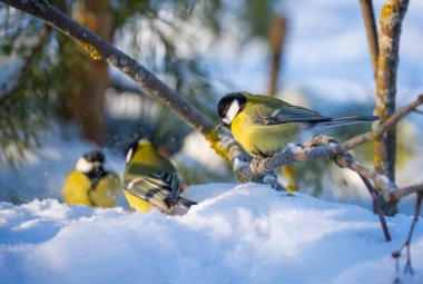 The bird tit sits on a snow-covered branch of a red mountain ash on a sunny frosty day