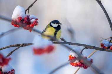 The bird tit sits on a snow-covered branch of a red mountain ash on a sunny frosty day