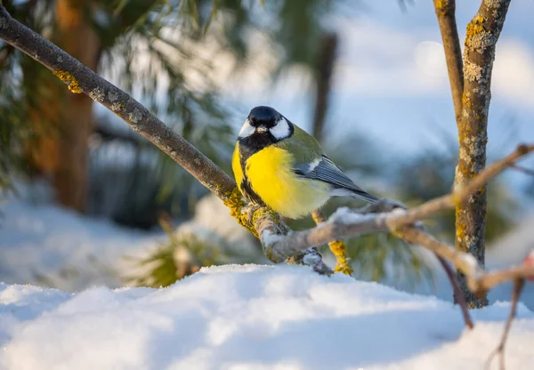Bird Tit Sits Snow Covered Branch Red Mountain Ash Sunny — Fotografia de Stock