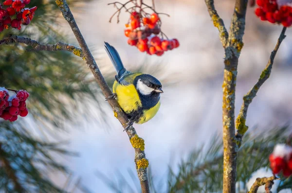 Bird Tit Sits Snow Covered Branch Red Mountain Ash Sunny — Fotografia de Stock