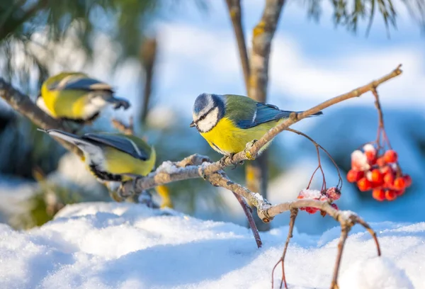 The blue tit bird sits on a snow-covered branch of a red mountain ash on a sunny frosty day.