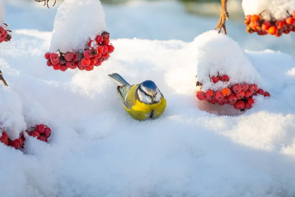 Blue Tit Bird Sits Snowdrift Surrounded Clusters Red Mountain Ash — Stockfoto