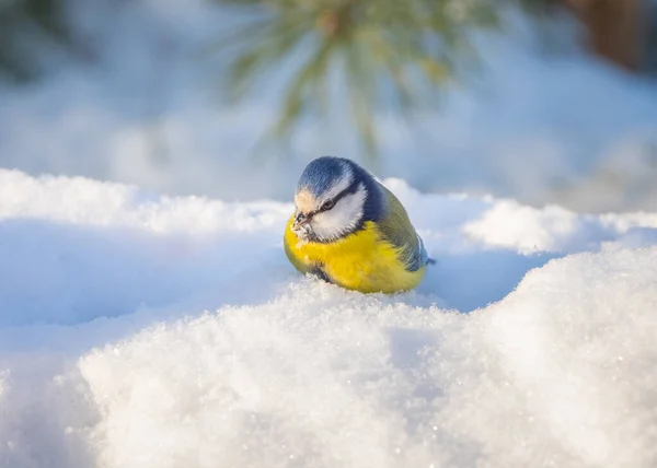 Blue Tit Bird Sits Snowdrift Sunny Frosty Day — Fotografia de Stock