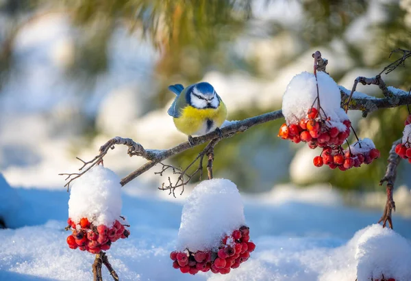 The blue tit bird sits on a branch of a red mountain ash covered with snow against the background of a snow-covered forest on a sunny frosty day