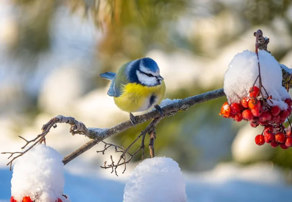 The blue tit bird sits on a branch of a red mountain ash covered with snow against the background of a snow-covered forest on a sunny frosty day