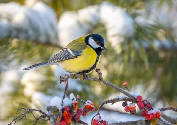Bird Tit Sits Snow Covered Branch Red Mountain Ash Sunny — Fotografia de Stock