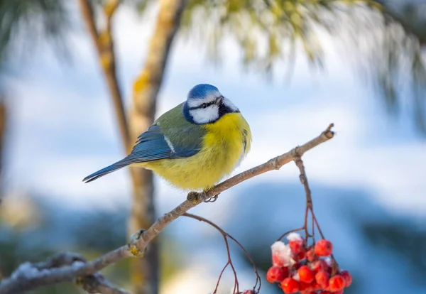Blue Tit Bird Sits Branch Red Mountain Ash Covered Snow — Stock Fotó