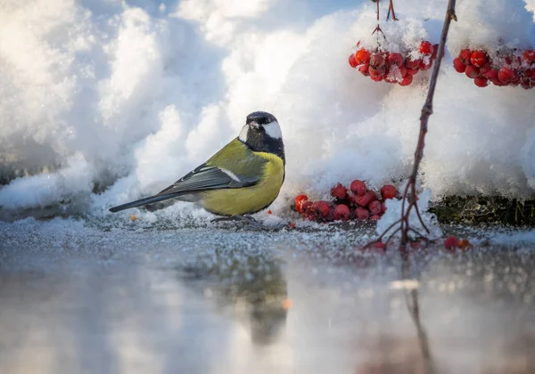 The bird tit stands on the ice of a frozen pond — стоковое фото