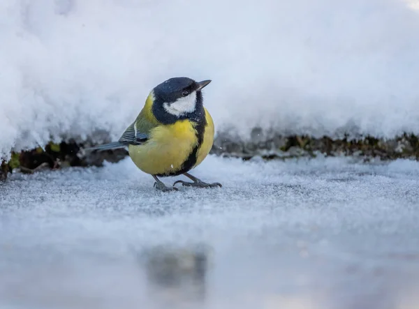The bird tit stands on the ice of a frozen pond — Fotografia de Stock