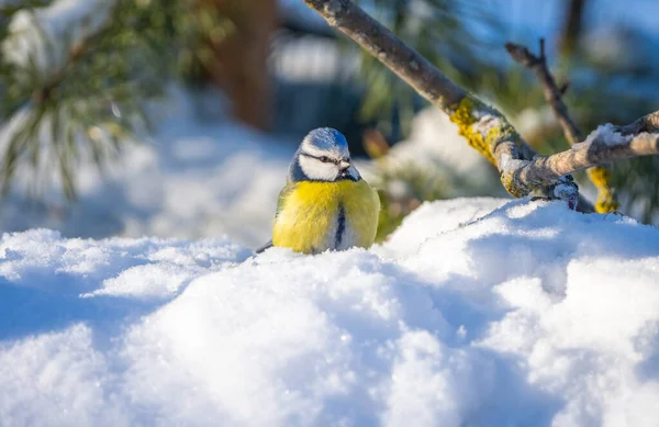 The blue tit bird sits in a snowdrift on a sunny frosty day — Fotografia de Stock