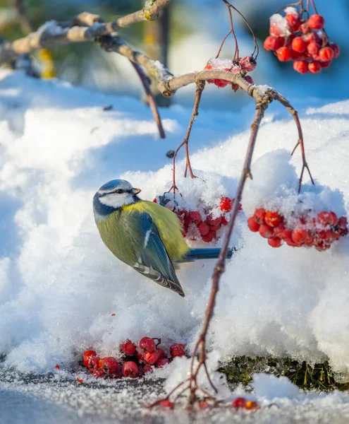 The blue tit bird hangs upside down on a bunch of red mountain ash — Fotografia de Stock