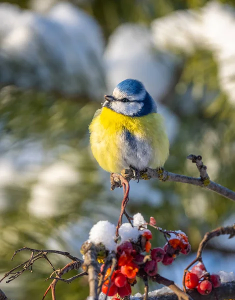 Синій птах сидить на гілці червоного гірського попелу, вкритого снігом — стокове фото