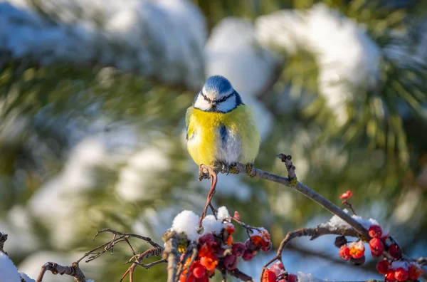 Синій птах сидить на гілці червоного гірського попелу, вкритого снігом — стокове фото