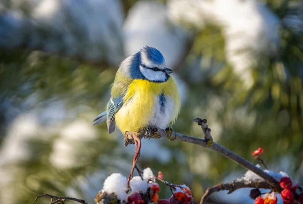 The blue tit bird sits on a branch of a red mountain ash covered with snow — Fotografia de Stock