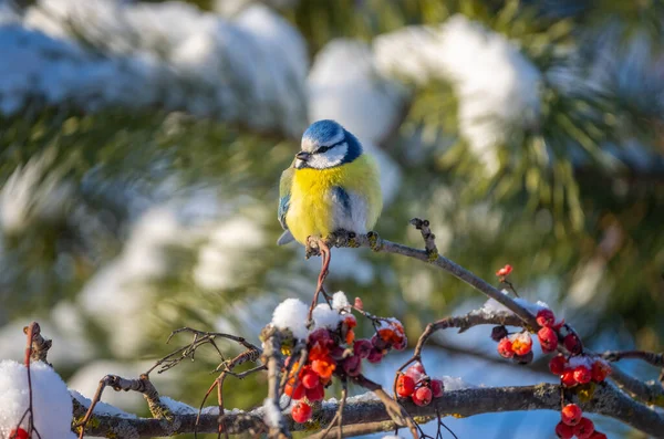 The blue tit bird sits on a branch of a red mountain ash covered with snow — Fotografia de Stock