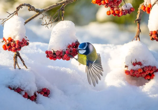 The blue tit bird hangs upside down on a bunch of red mountain ash