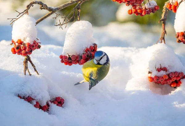The blue tit bird hangs upside down on a bunch of red mountain ash — Stock Fotó