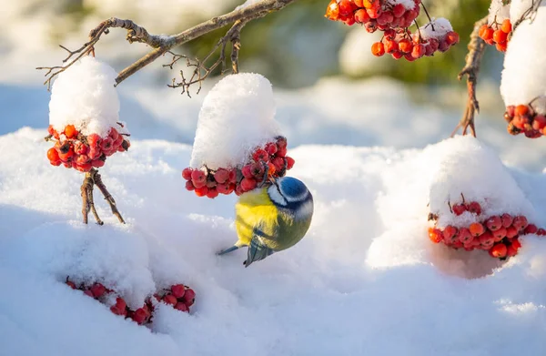 The blue tit bird hangs upside down on a bunch of red mountain ash — 스톡 사진