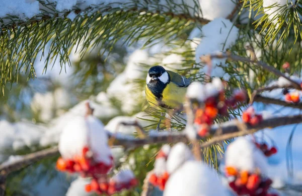 The bird tit sits on a pine branch covered with snow on a sunny frosty day — 스톡 사진